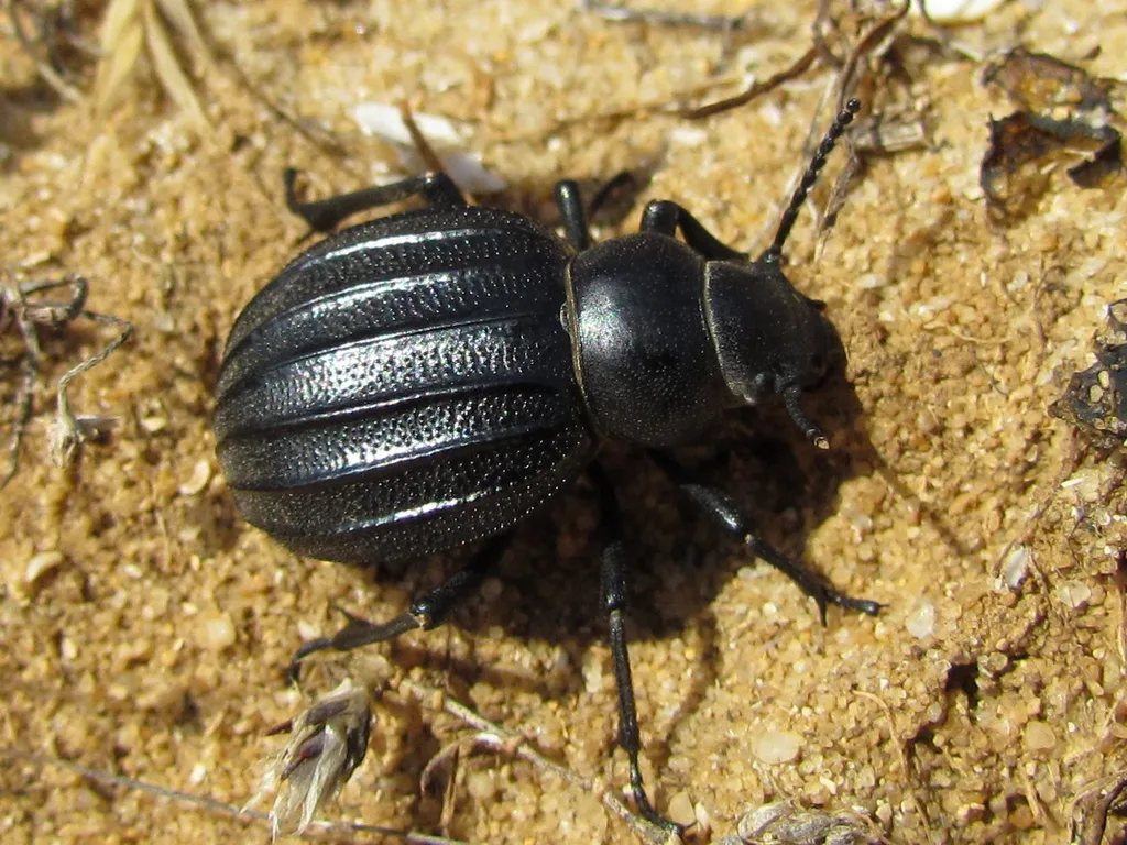 Pimelia bipunctata