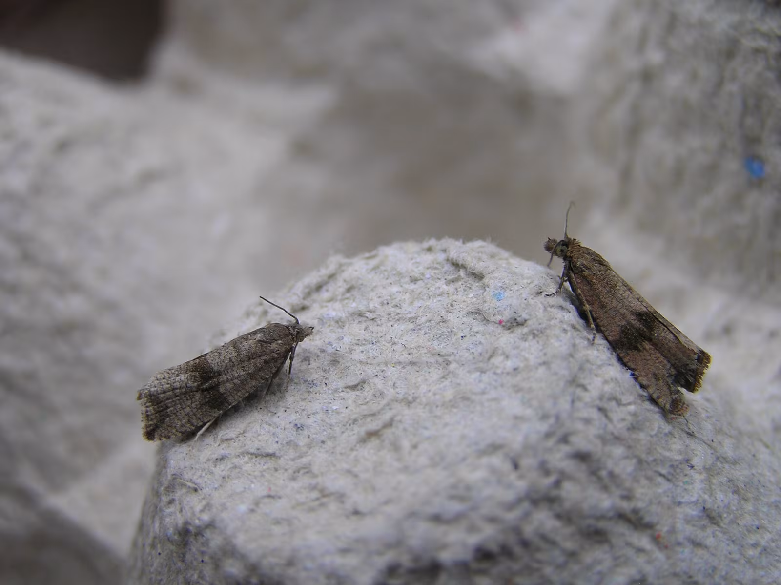 Celypha striana