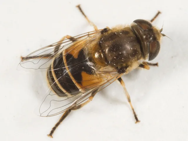 Eristalis arbustorum