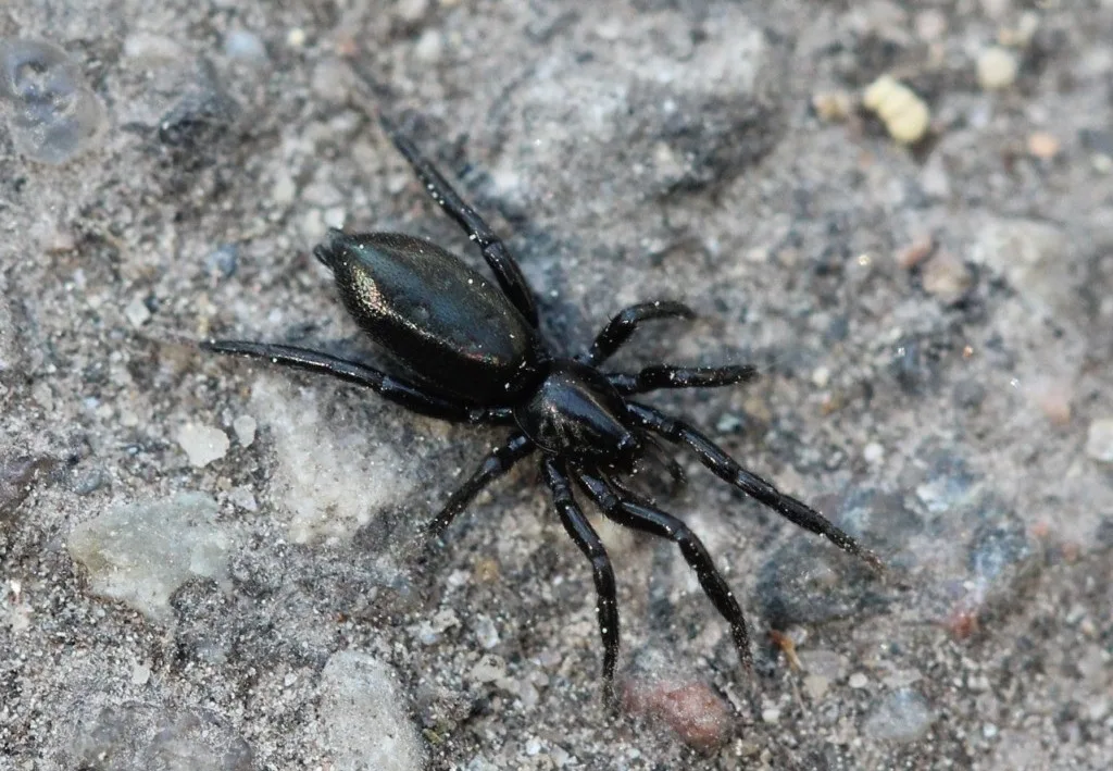 Zelotes subterraneus