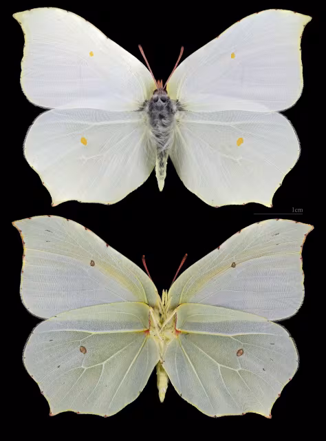 Cedronella
