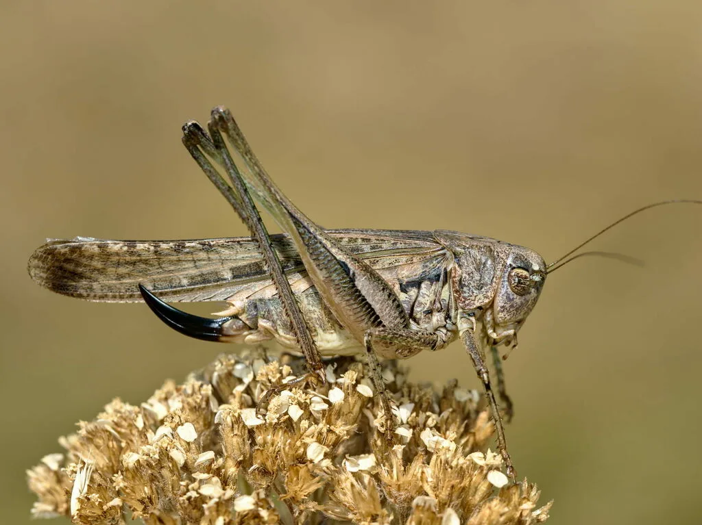 Platycleis grisea