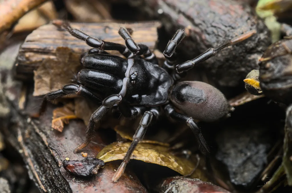 Atypus affinis