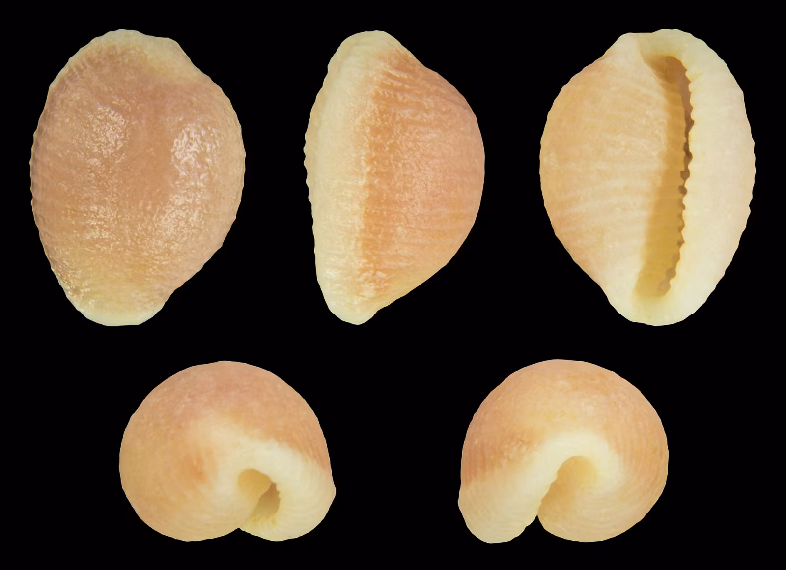 Trivia mediterranea