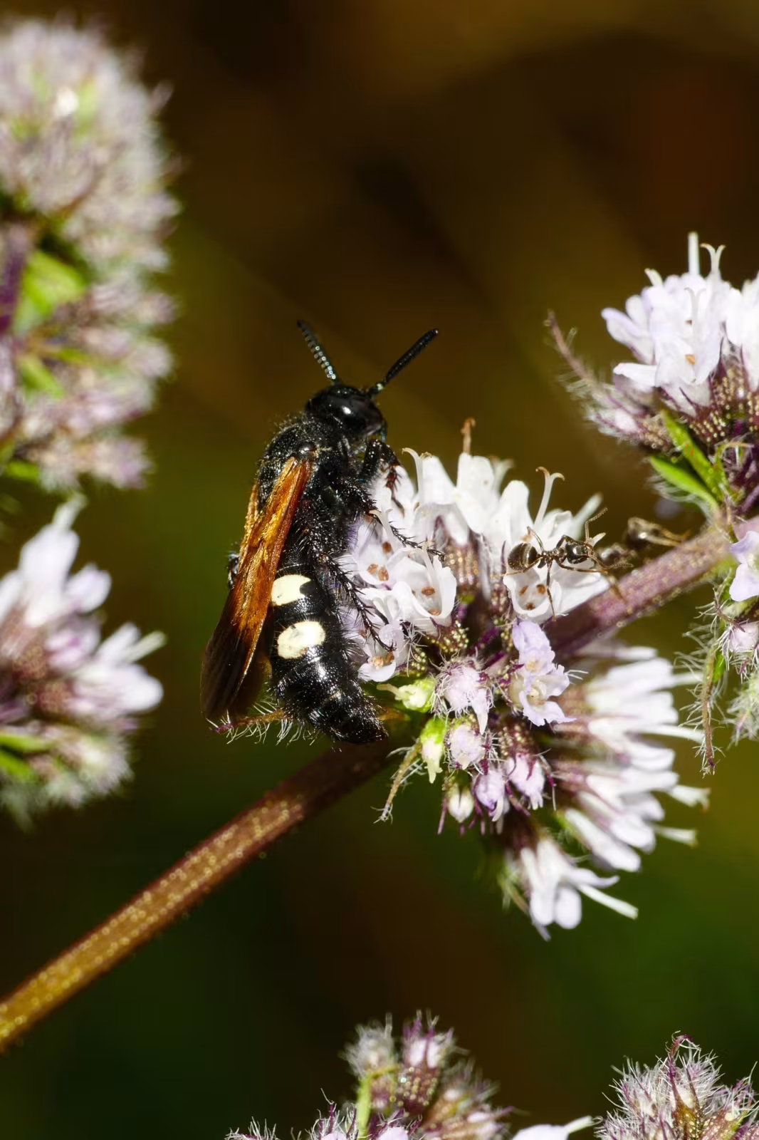 Scolia sexmaculata