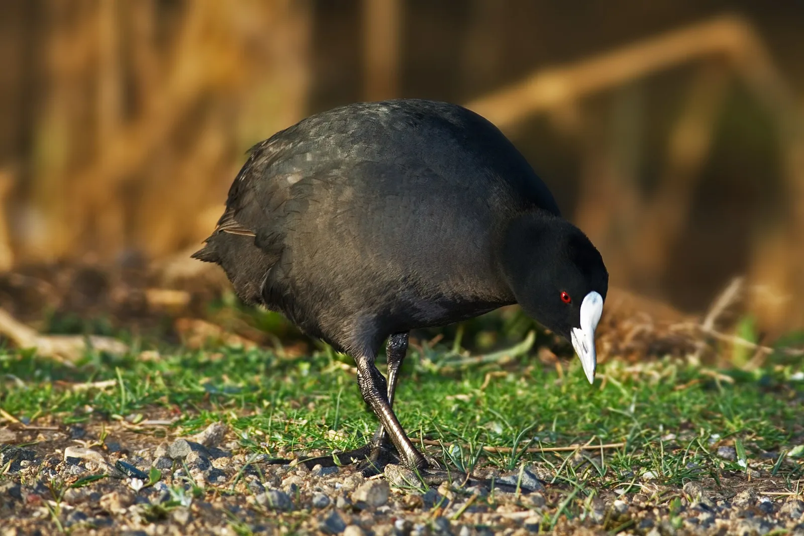 Folaga eurasiatica