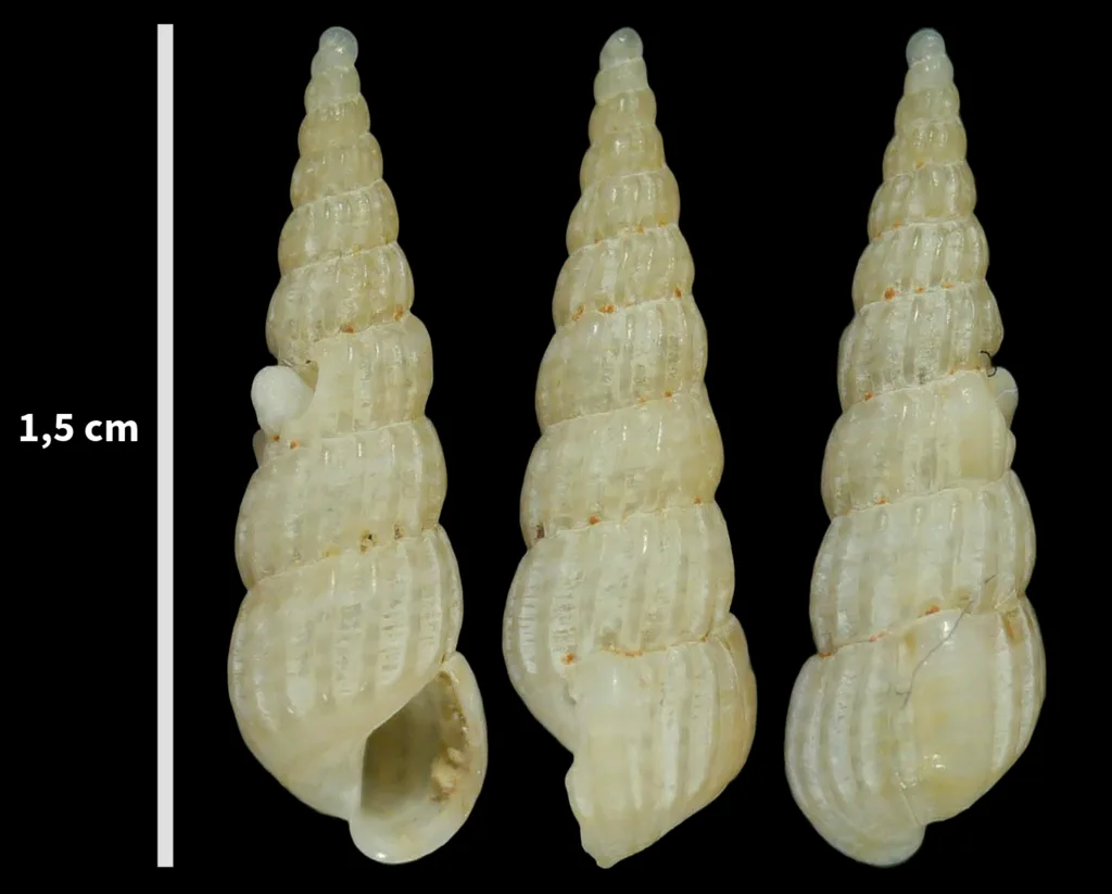 Pyrgostylus striatulus