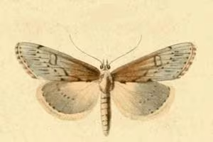 Evergestis isatidalis