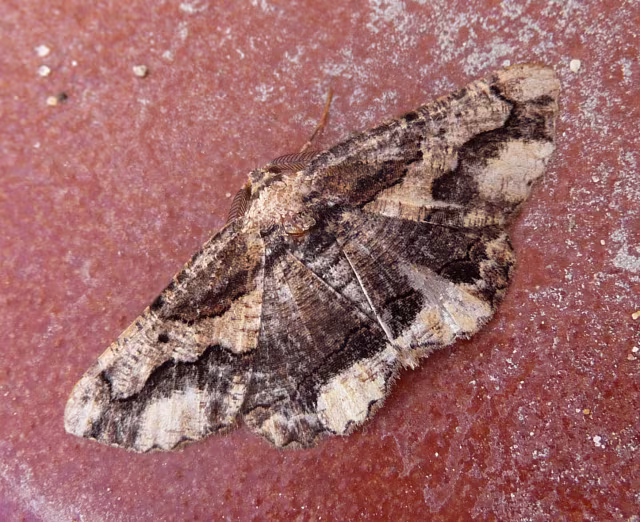 Menophra japygiaria