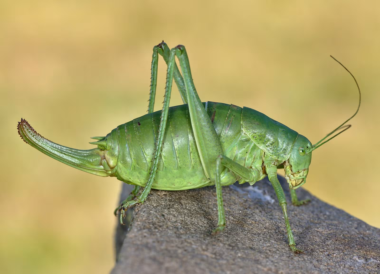 Polysarcus denticauda