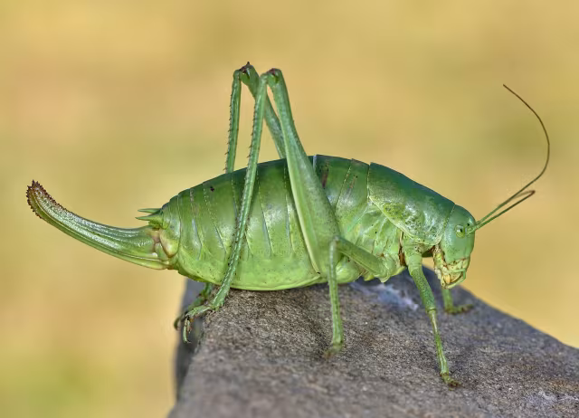 Polysarcus denticauda
