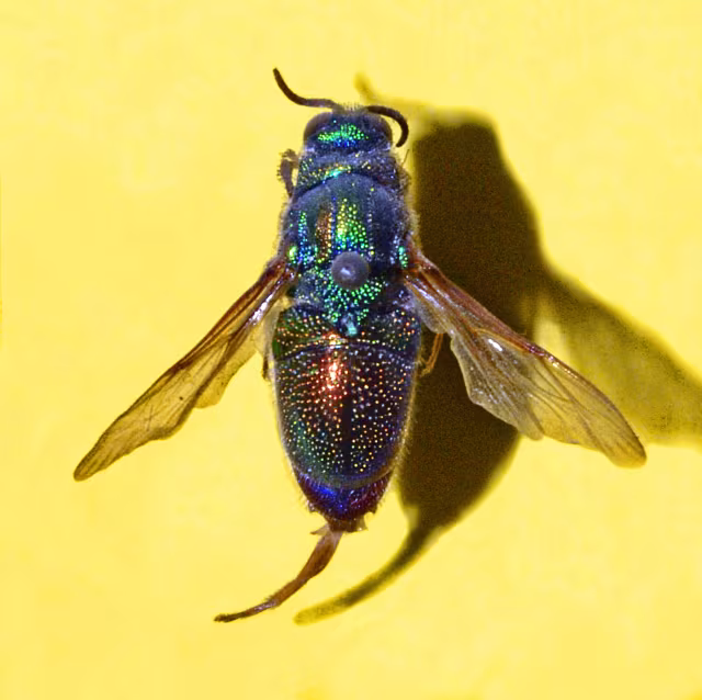 Stilbum cyanurum