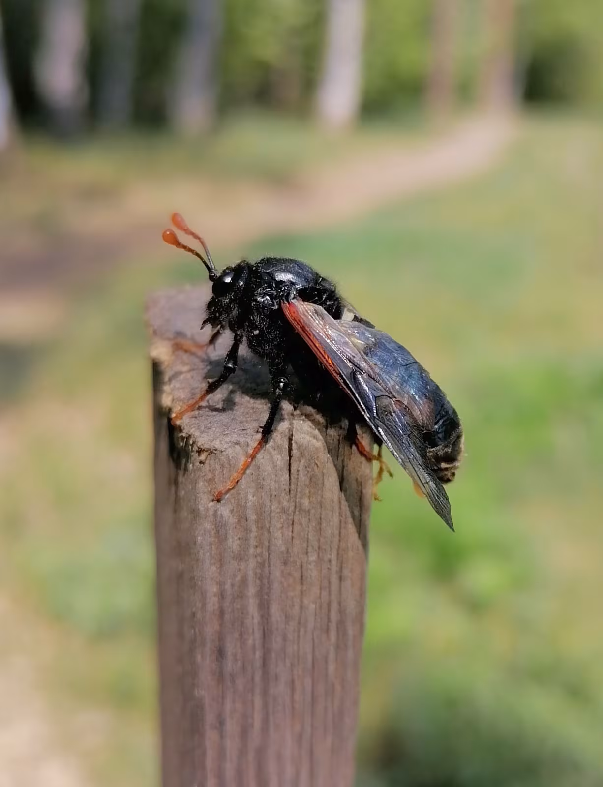 Birch Sawfly