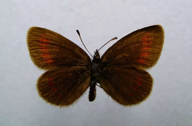 Erebia melampus