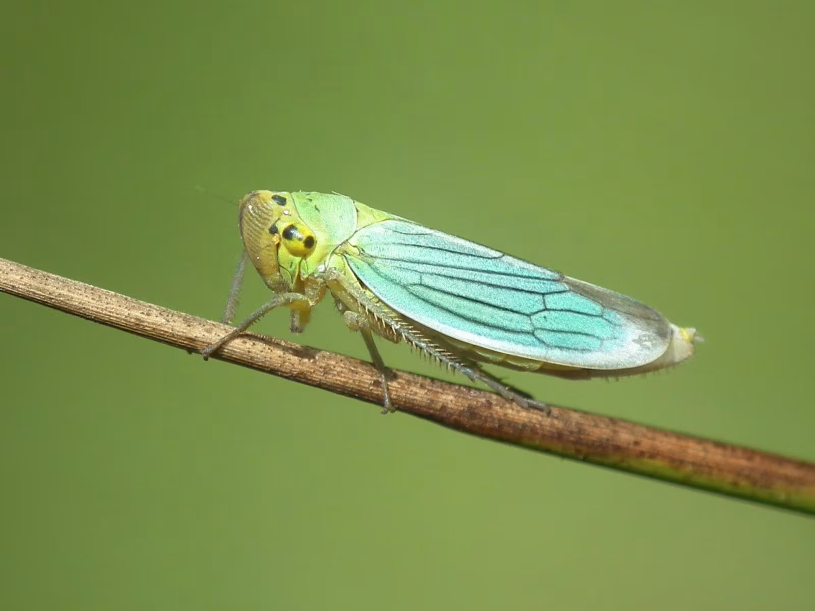 cicalina verde