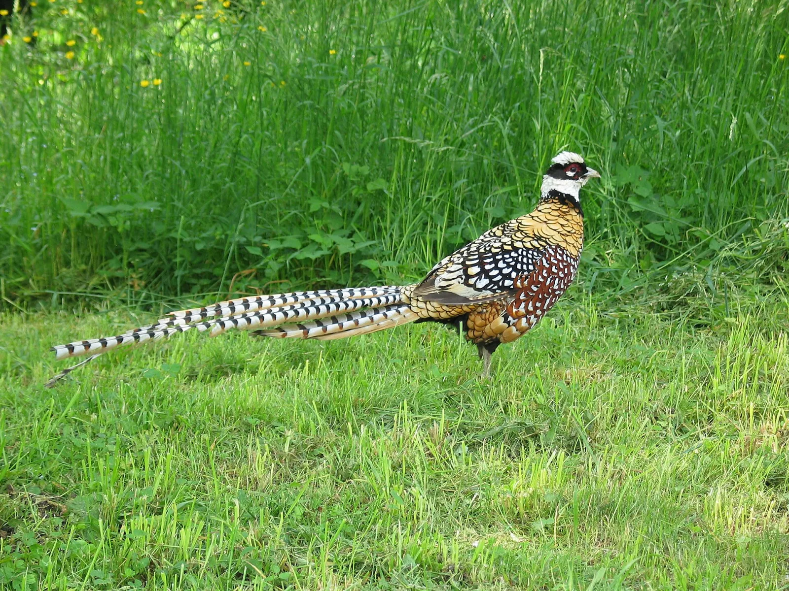Reeves's Pheasant
