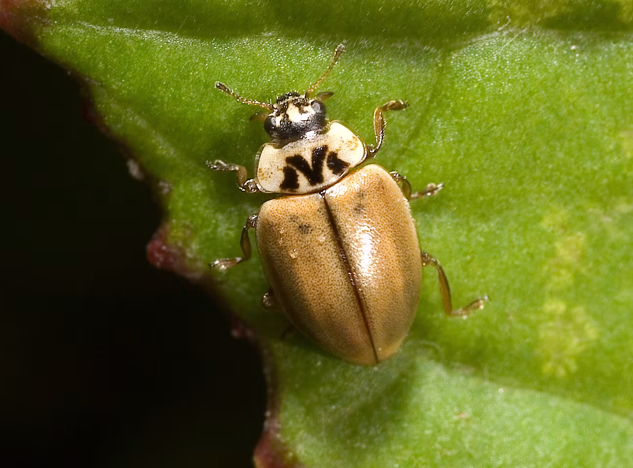 Aphidecta obliterata