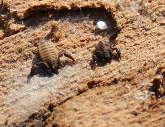 Rhacochelifer maculatus