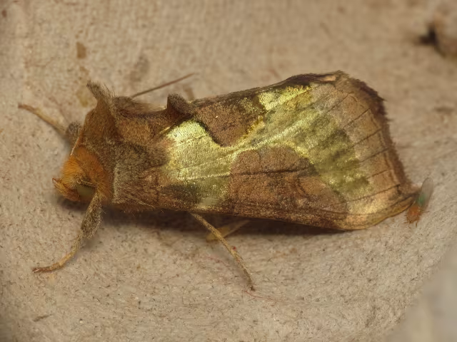 Diachrysia stenochrysis
