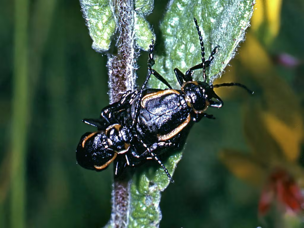 Arima marginata
