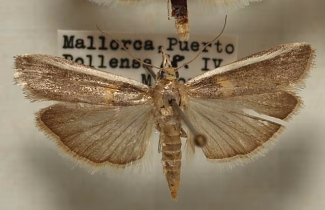 Etiella zinckenella