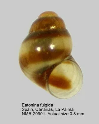 Eatonina fulgida