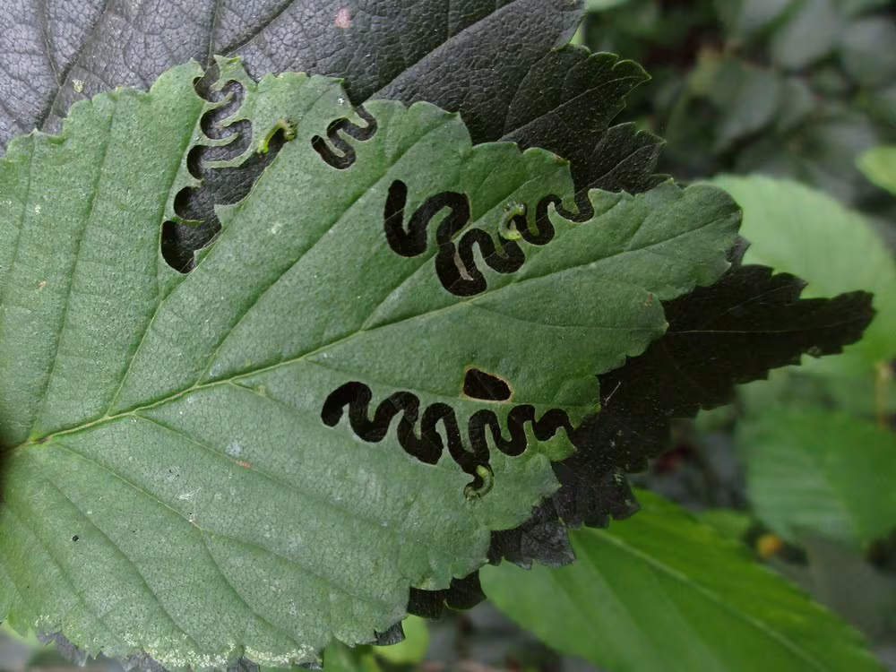 Aproceros leucopoda
