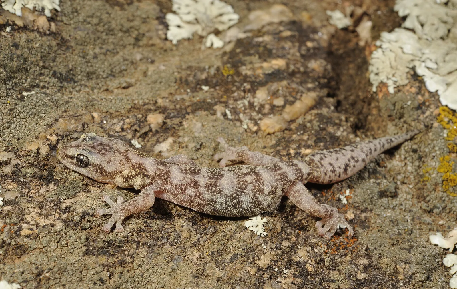 Tarantolino