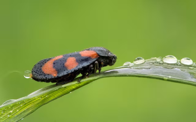 Cercopide rossonera