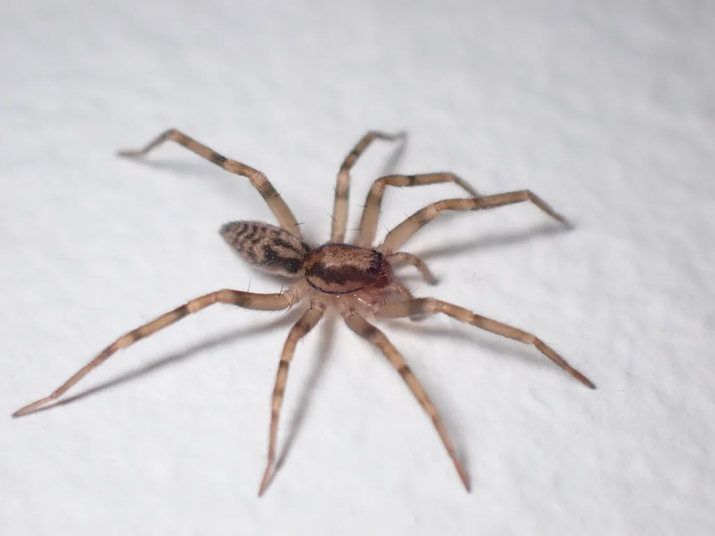 Pied Stone Spider