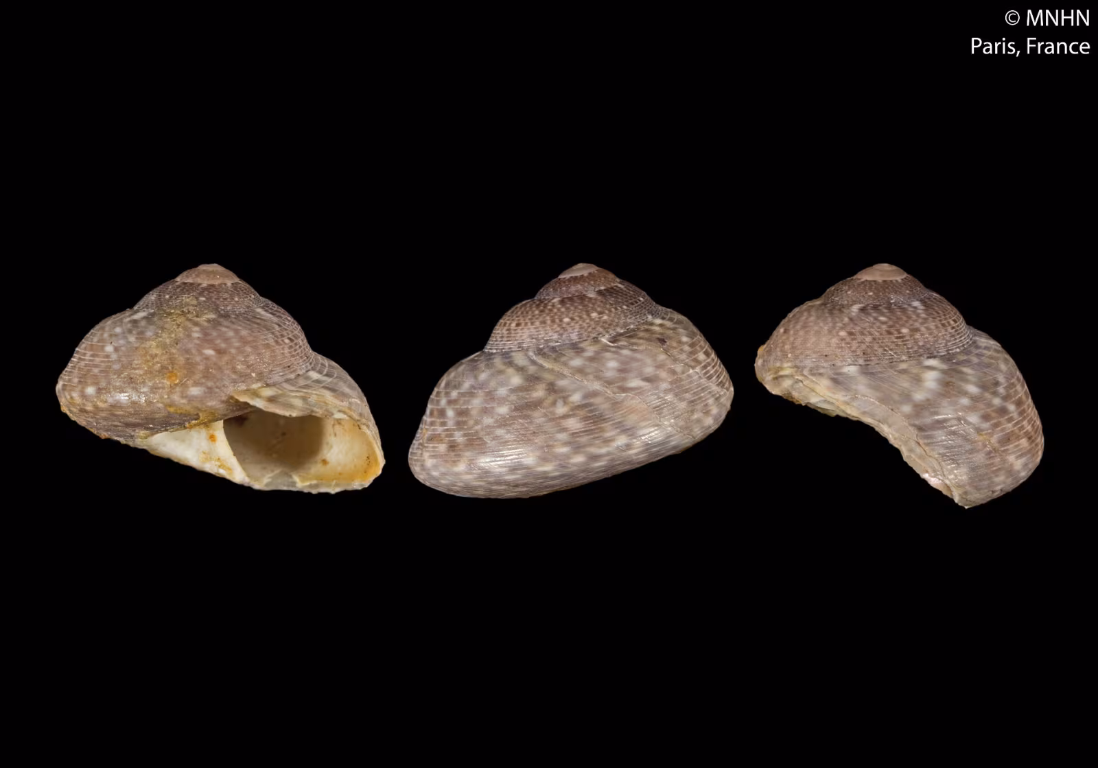 Steromphala varia