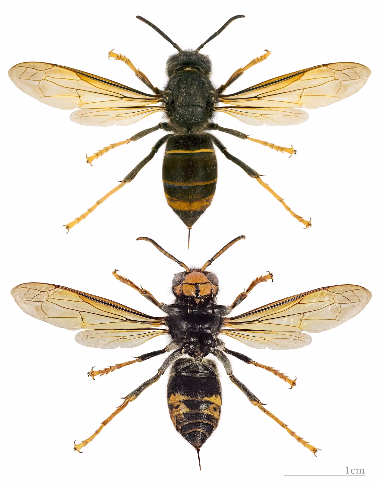 Yellow-legged Hornet