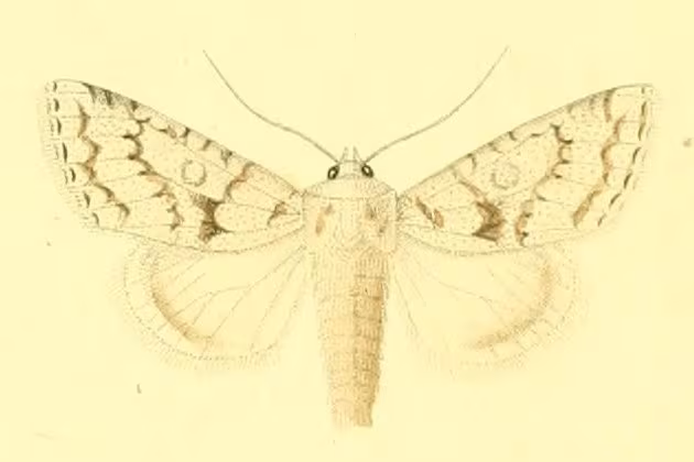 Aporophyla canescens