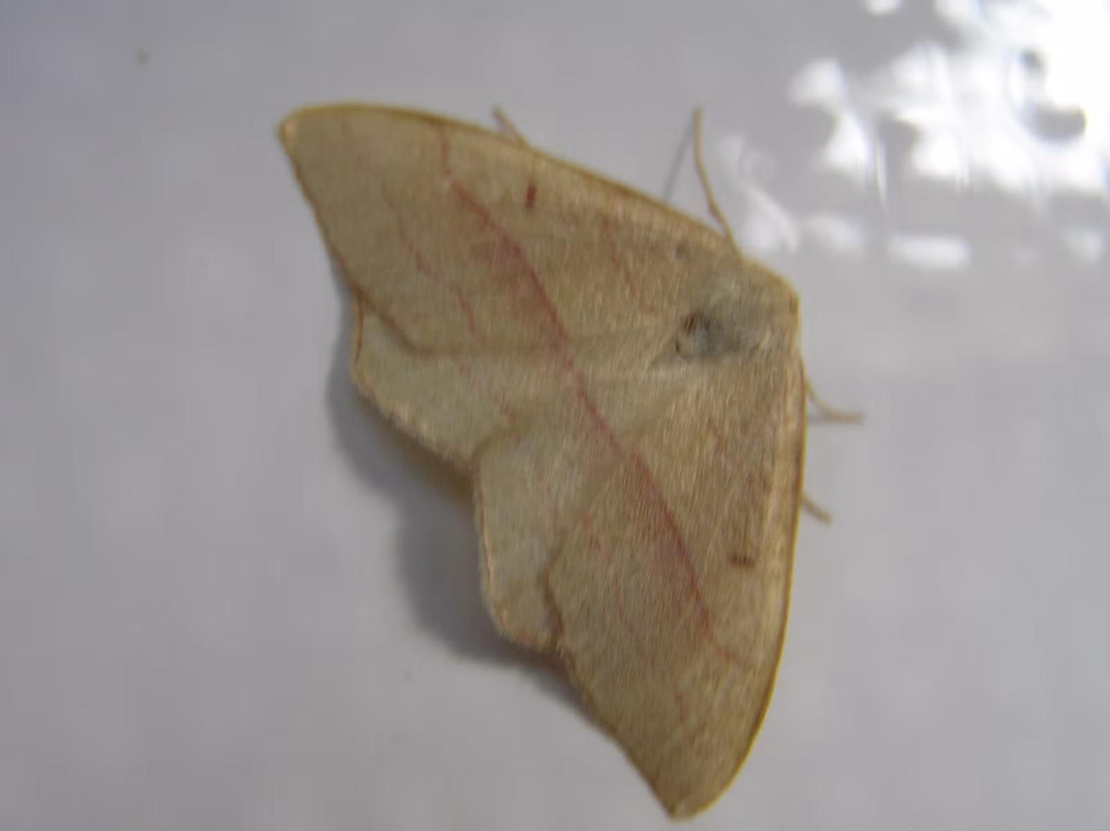 Rhodostrophia vibicaria