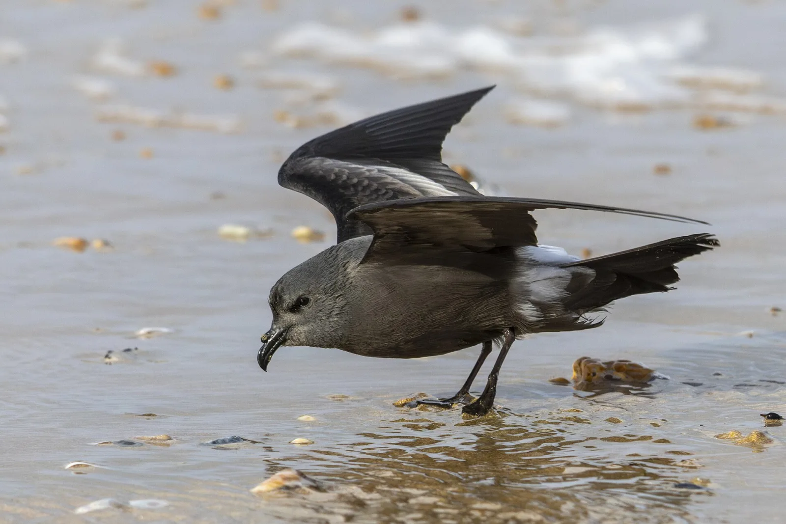 Leach's Storm-Petrel