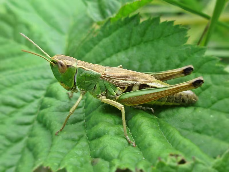 Pseudochorthippus parallelus