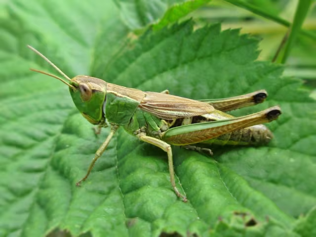 Pseudochorthippus parallelus