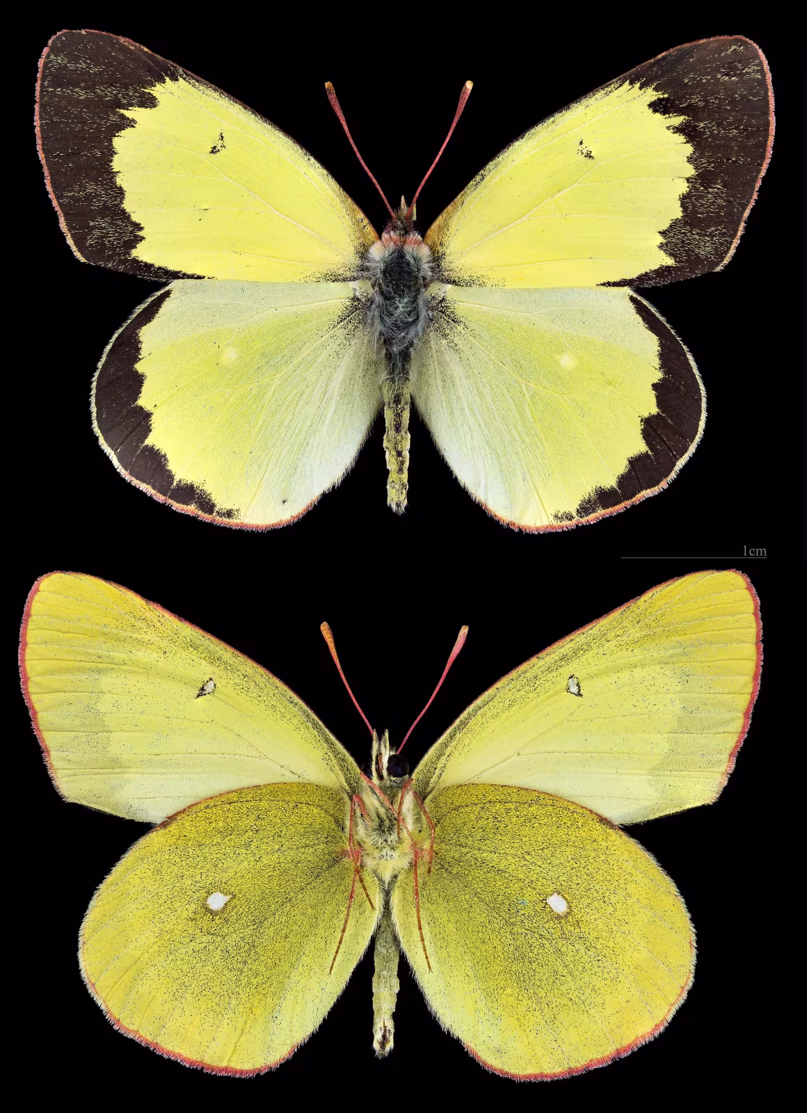 Colias palaeno