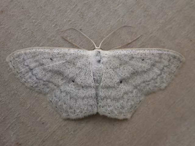 Scopula nigropunctata