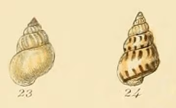 Pusillina inconspicua