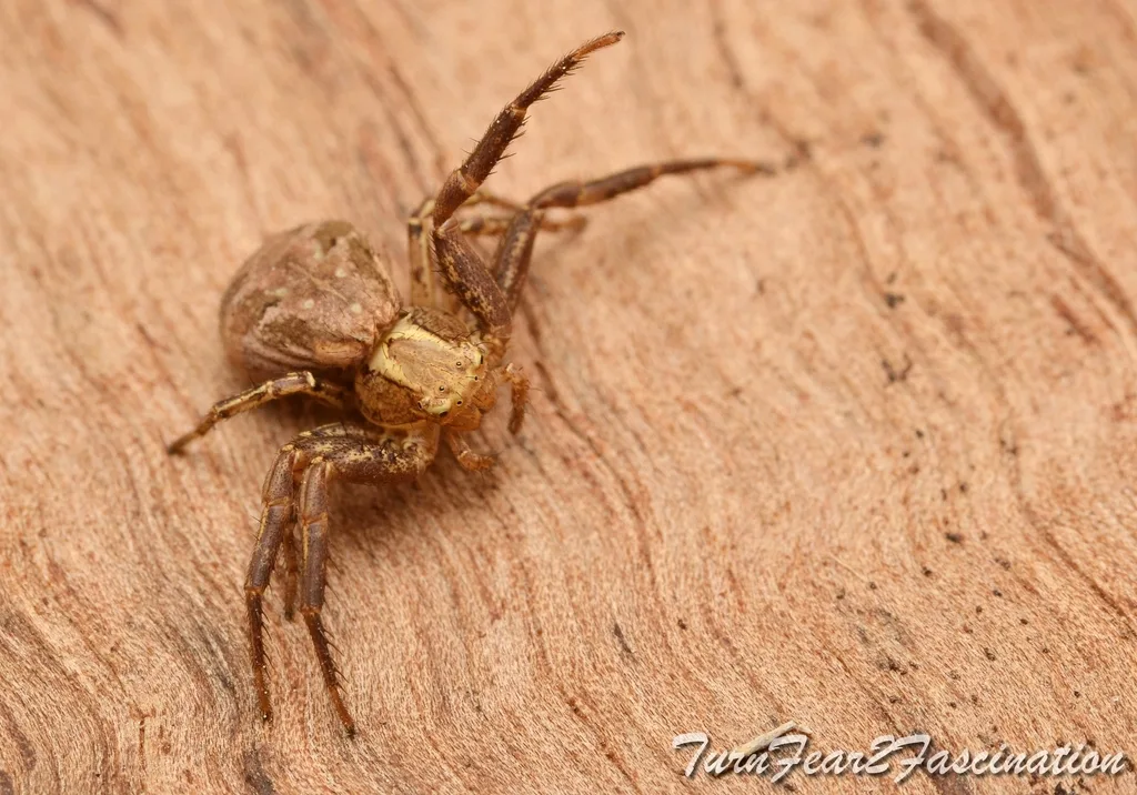 Xysticus cristatus