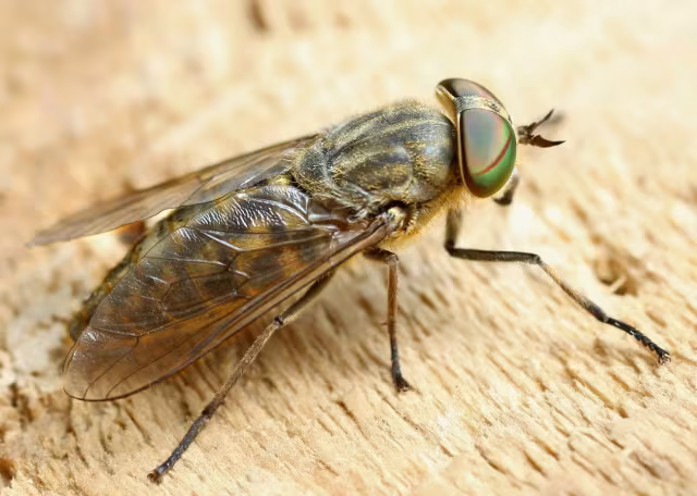 Tabanus bromius