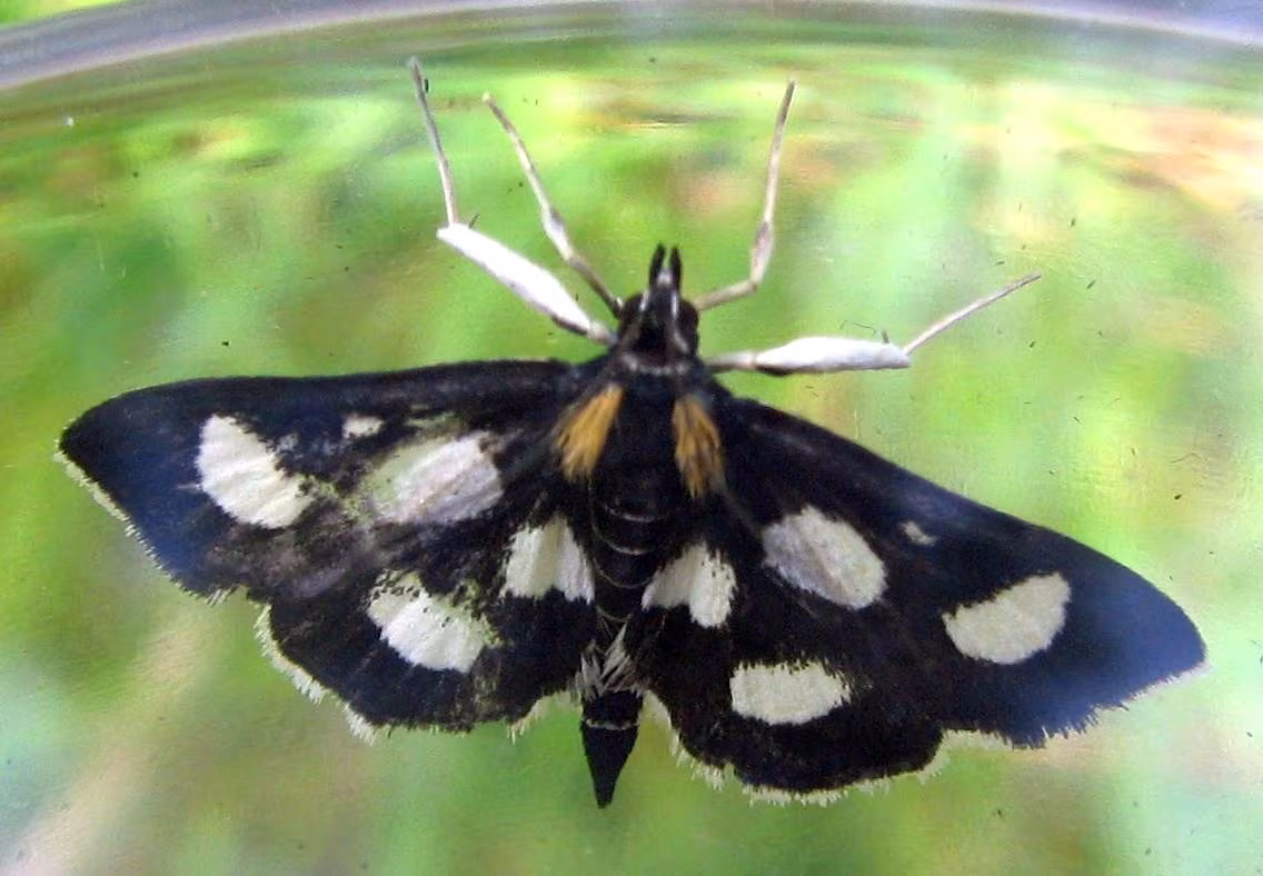 Anania funebris