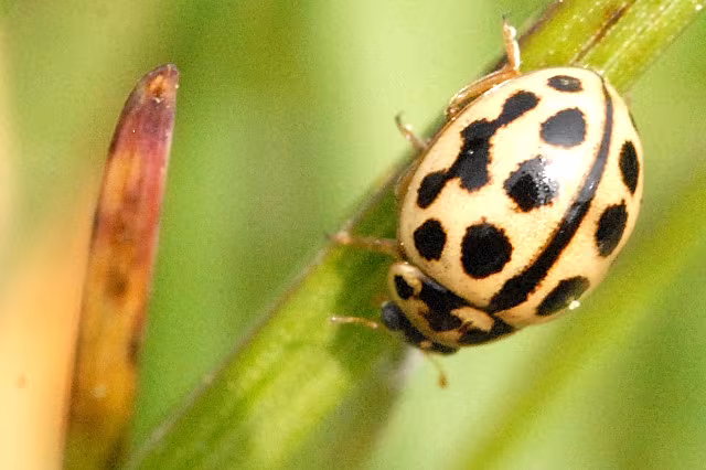 Tytthaspis sedecimpunctata