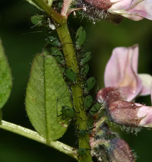 Megoura viciae