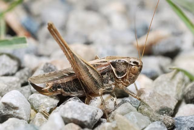 Tessellana tessellata