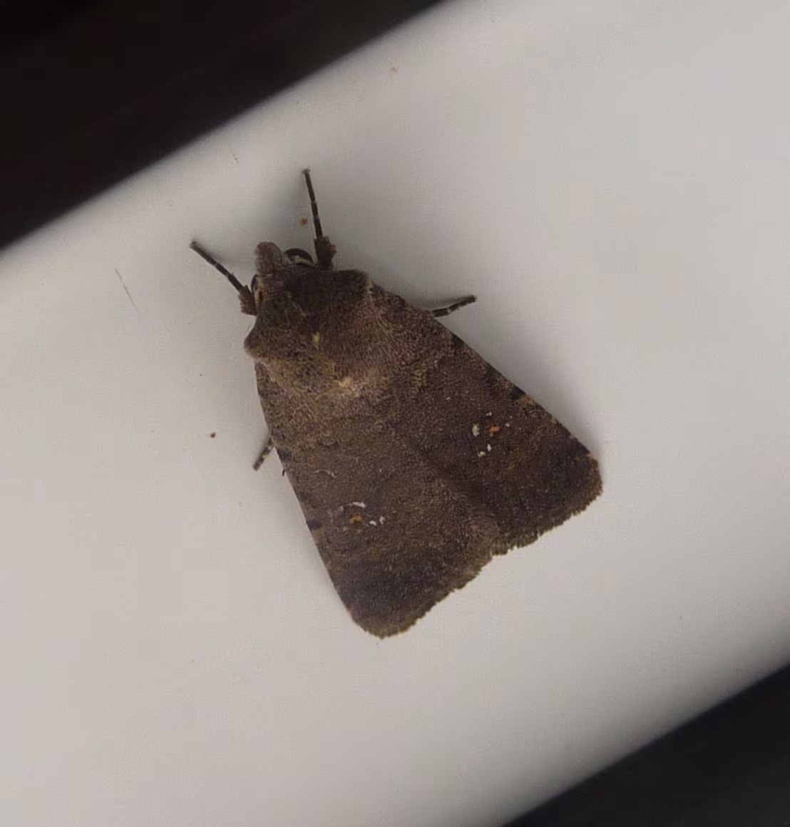Caradrina flavirena