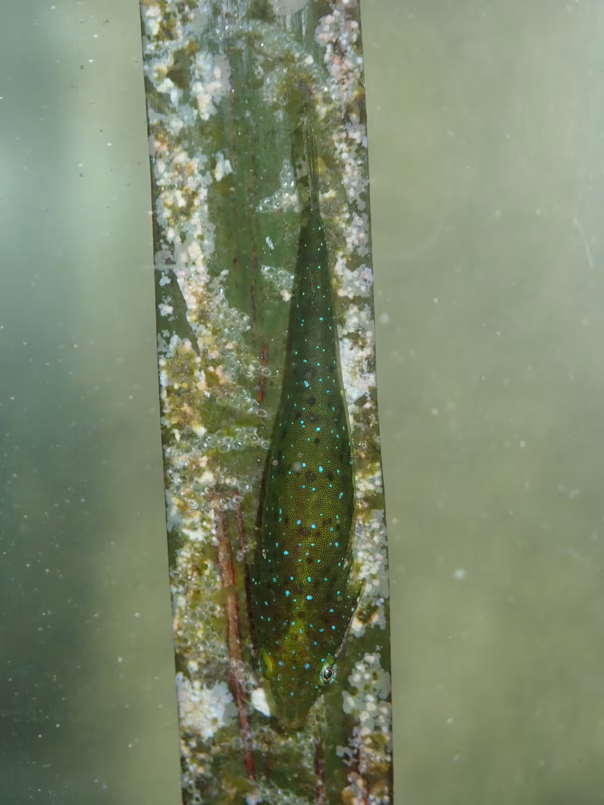 Graceful Clingfish