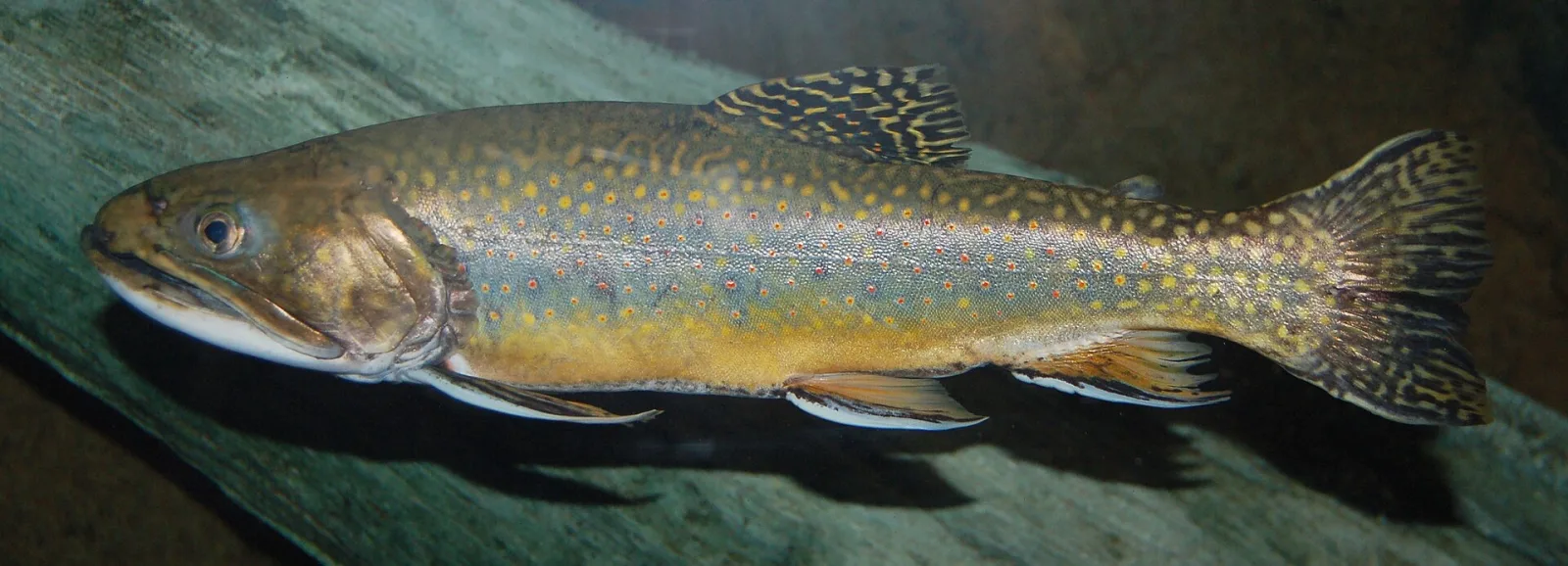 Salmerino di fontana