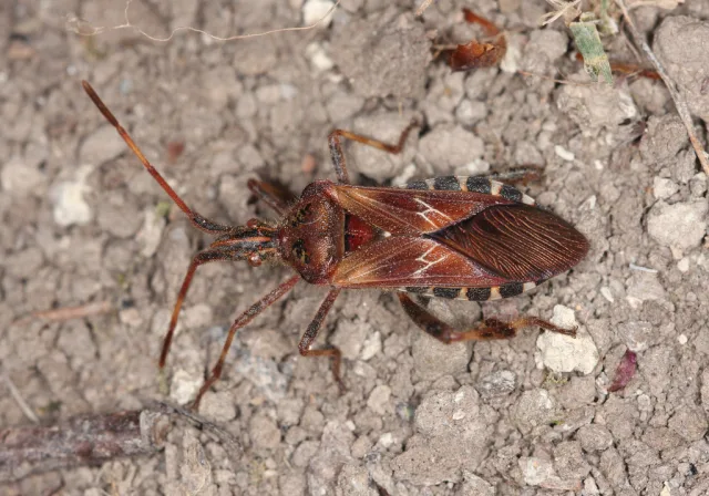 Cimice dei pini